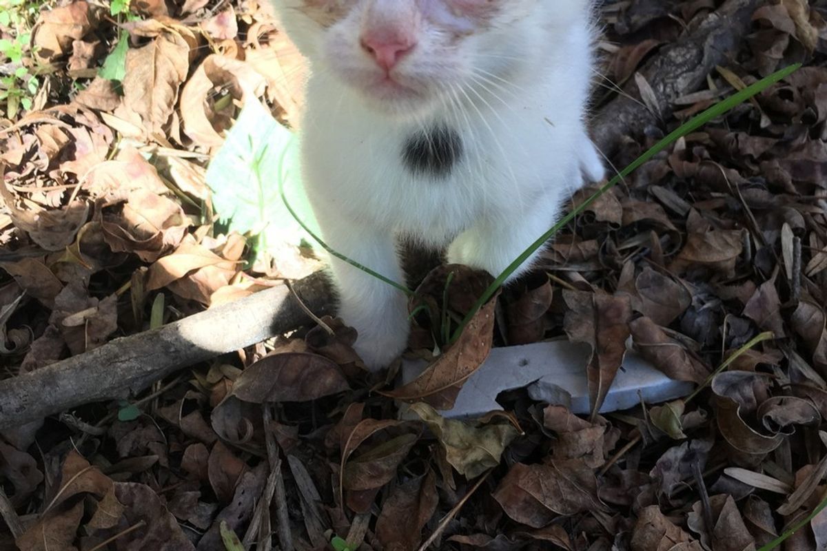 Kitten Crawls Out from Under Porch Meowing for Love