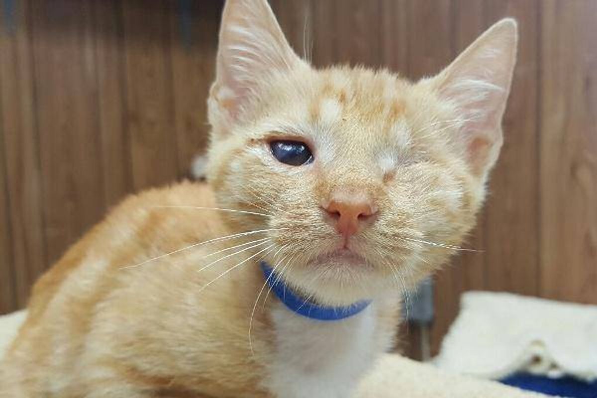 Sailor Brings a Special Friend to Homecoming