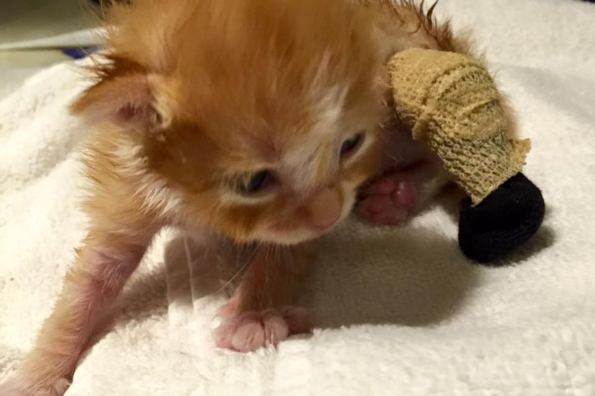 Kitten Found with Leg Tangled in Grass, is Turned Around by Love, Then and Now