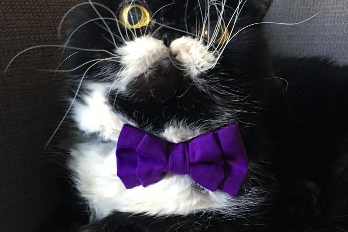 Rescue Cat with the Craziest Whiskers from Neglect to Loving Home