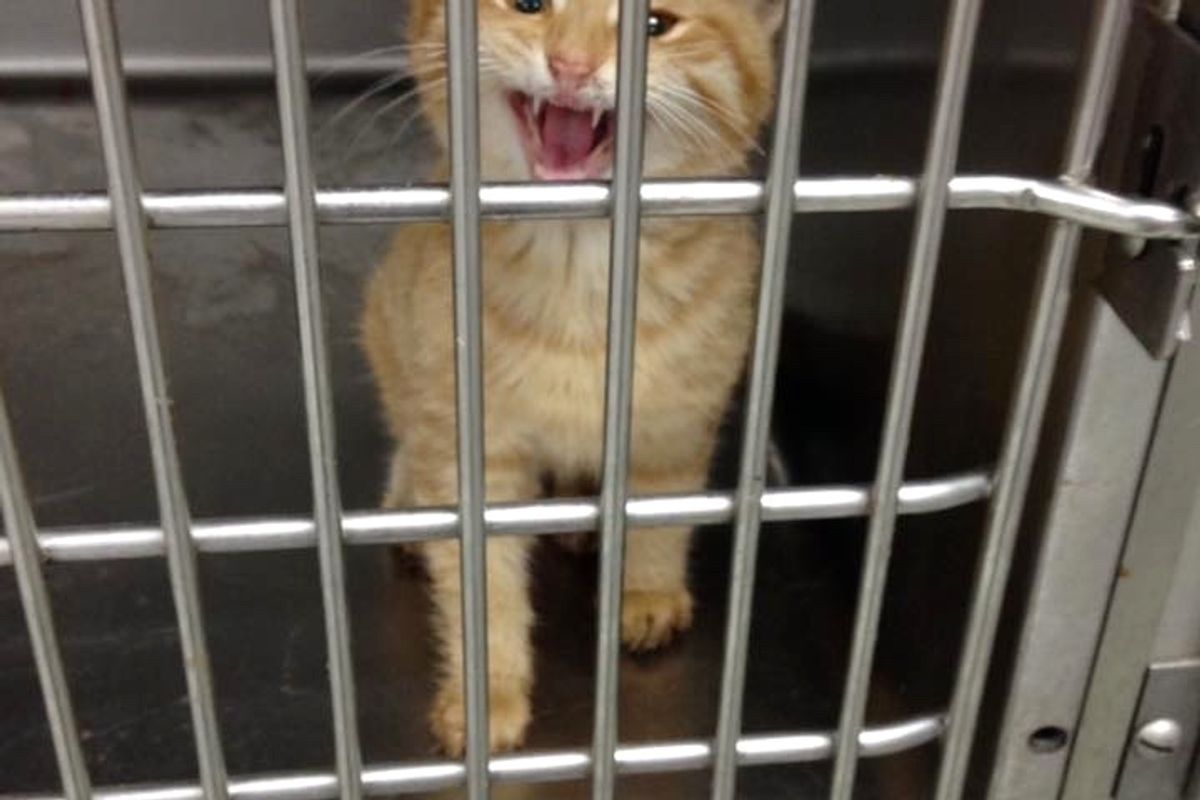 Ginger Kitten with Broken Leg Asks Woman for Help, She Couldn’t Say No