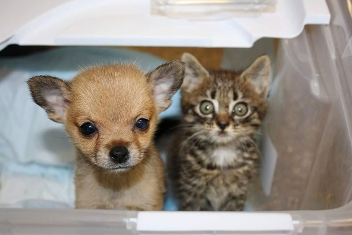 Orphaned Kitten and Rescue Pup Need Love to Live, They Find Each Other