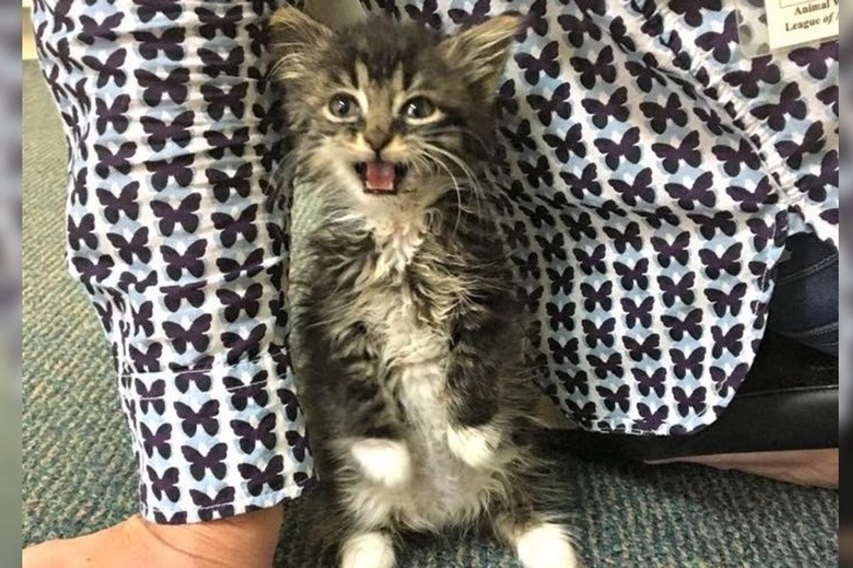 Rescue Kitten Begs to Care for Tinier Foster Babies, Gets Her Wish