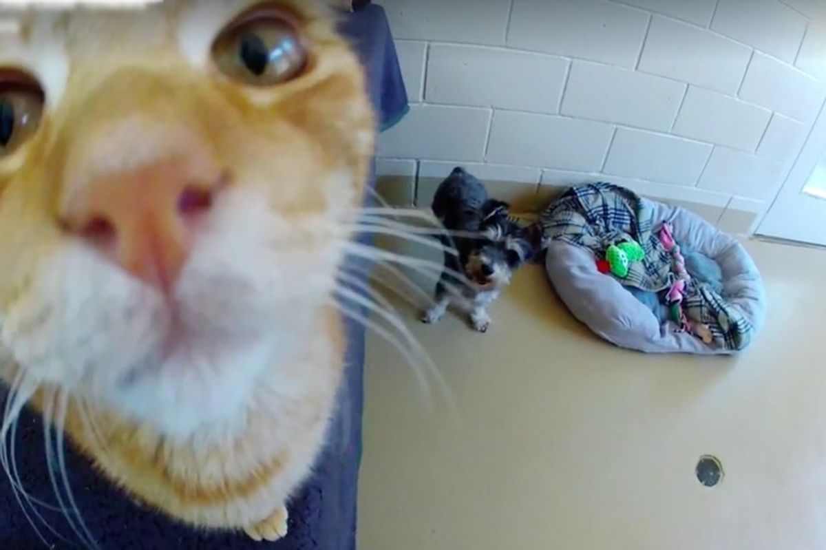 Stray Cat Was Getting Sick Until They Found Him His Bonded Friend