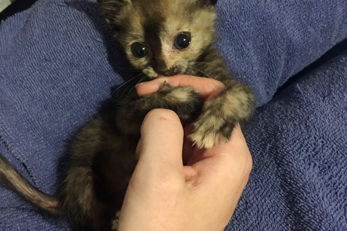 Feral Kitten Found in Pouring Rain, What a Difference One Day Can Make