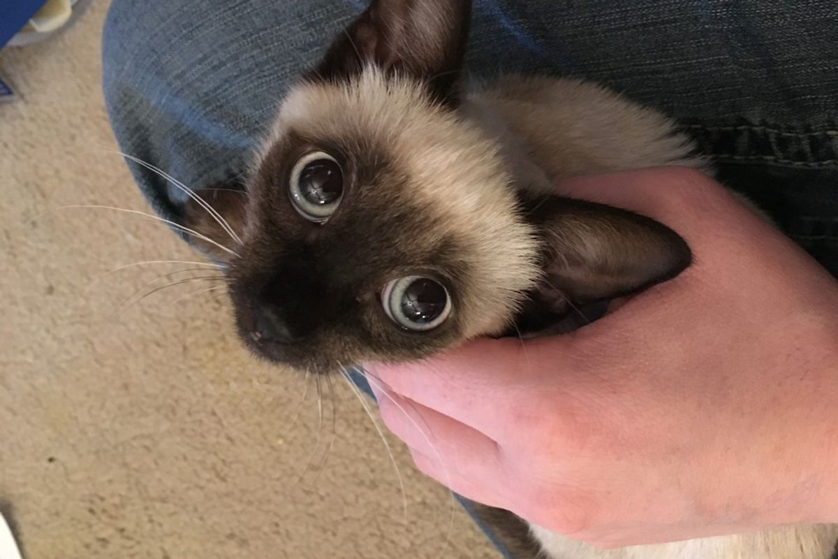 Fearful Roadside Kitten Experiences Love for the First Time, It Changes Everything