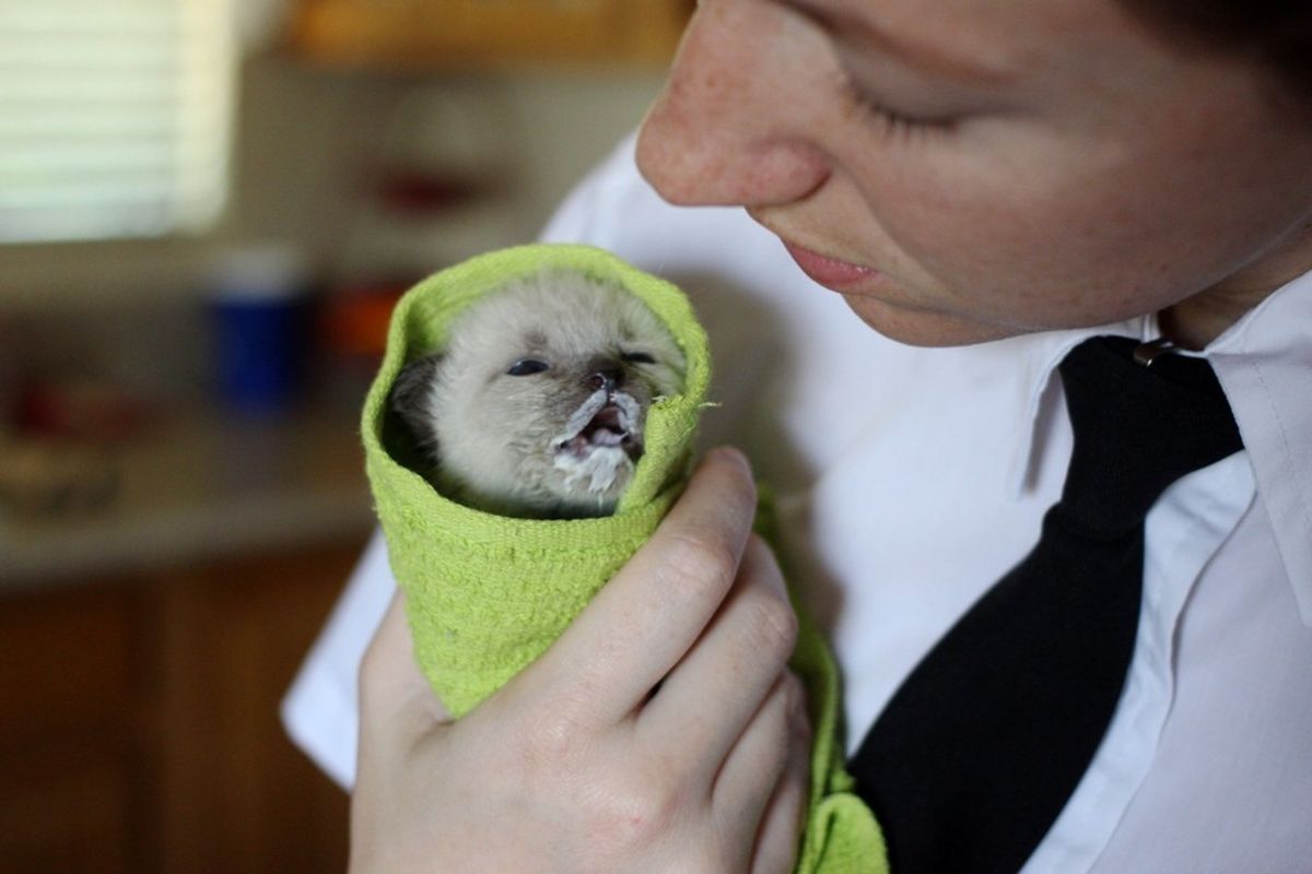 Woman Saves 4 Kittens By Becoming Their New Mom, Then and Now