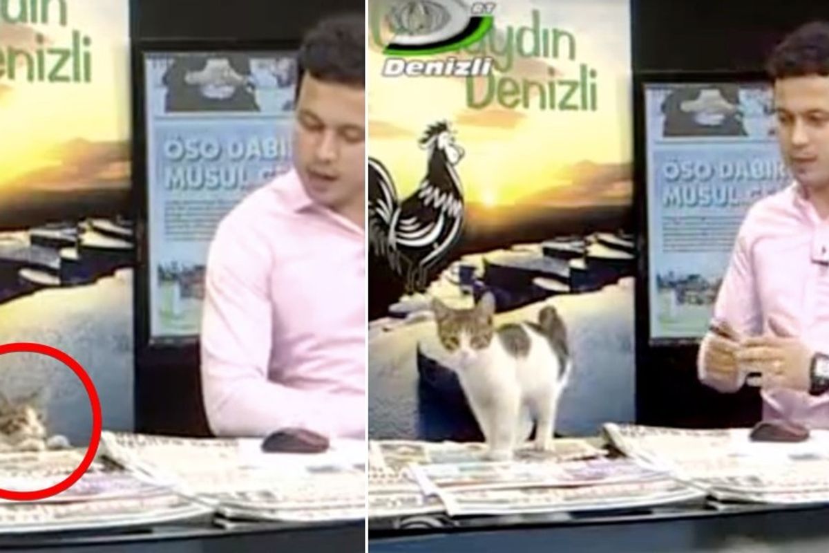 Stray Kitten Walks in Studio and Makes Surprise Appearance on Live TV