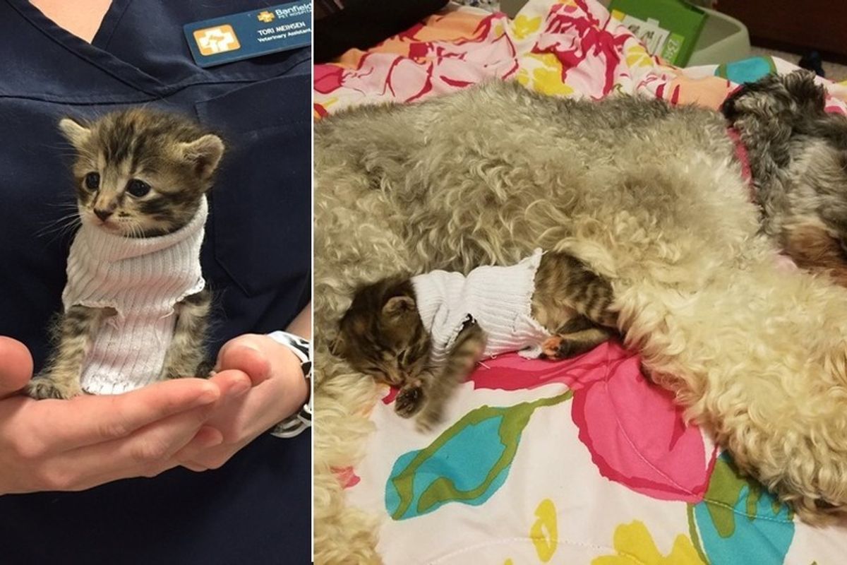Kitten Rescued from Storms Gets Sock Sweater, We Have Updates!