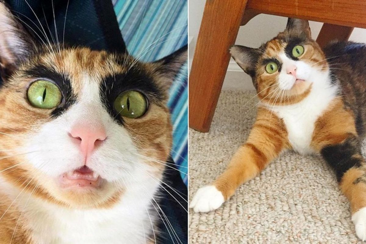 Calico Cat Judges Her Human Everyday with Those Crazy Eyebrows.. (10+ Photos)