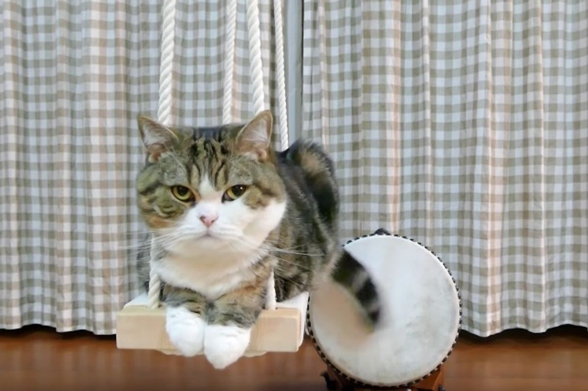 How This Kitty Plays Percussion is Quite Purrrfect!