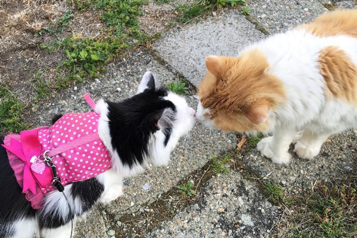 'Boy Next Door' Cat Wins Over Neighbor Cat