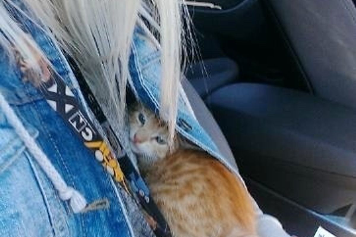 Stray Kitten So Scared He Hides in Jacket, Then A Few Hours After Adoption...