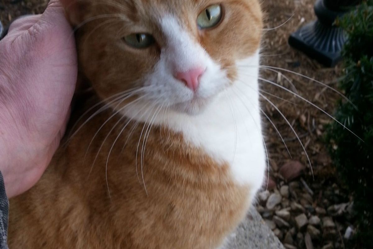 Man Cares for Shy Feral Cat, Years Later One Pet and Kitty is Hooked