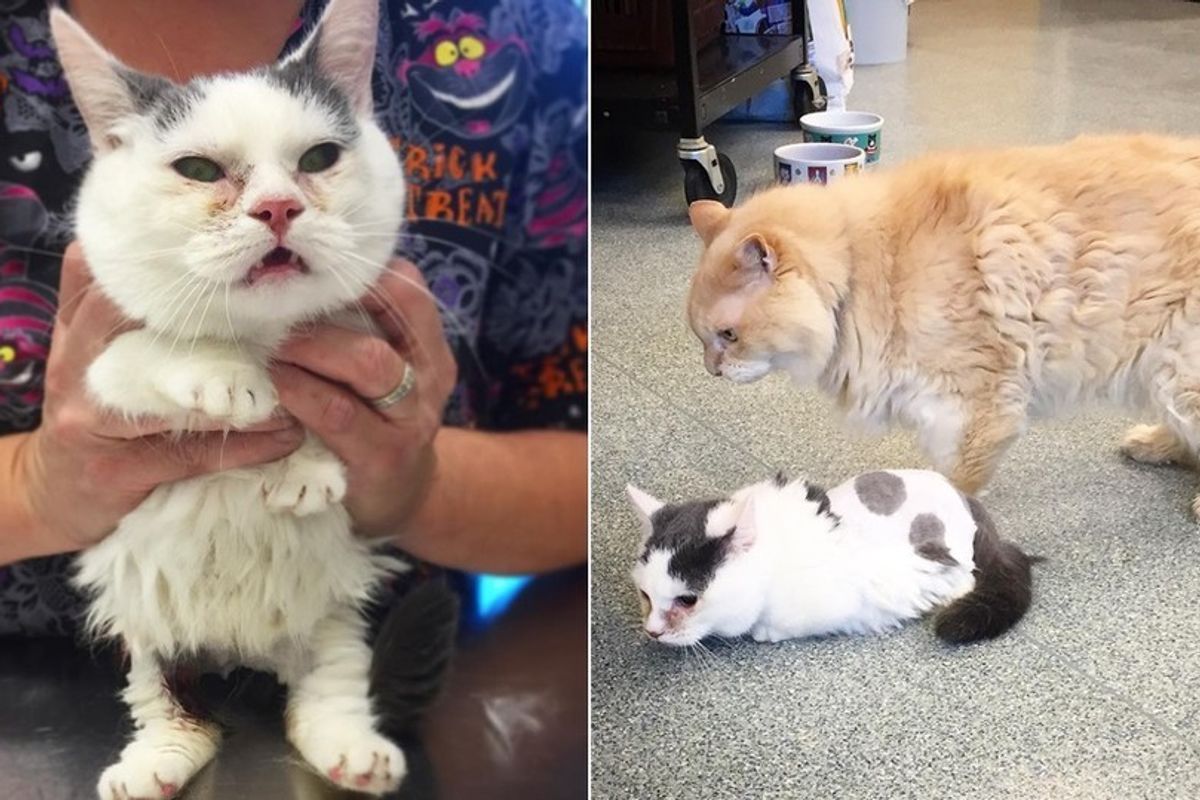 Two Year Old Cat, Size of Two Month Old Kitten, Loves Life Despite All Odds