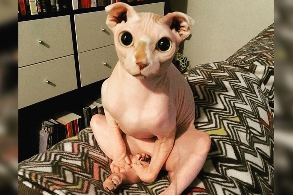 Woman Finds Purrfect Replacement After Breakup With Her Boyfriend