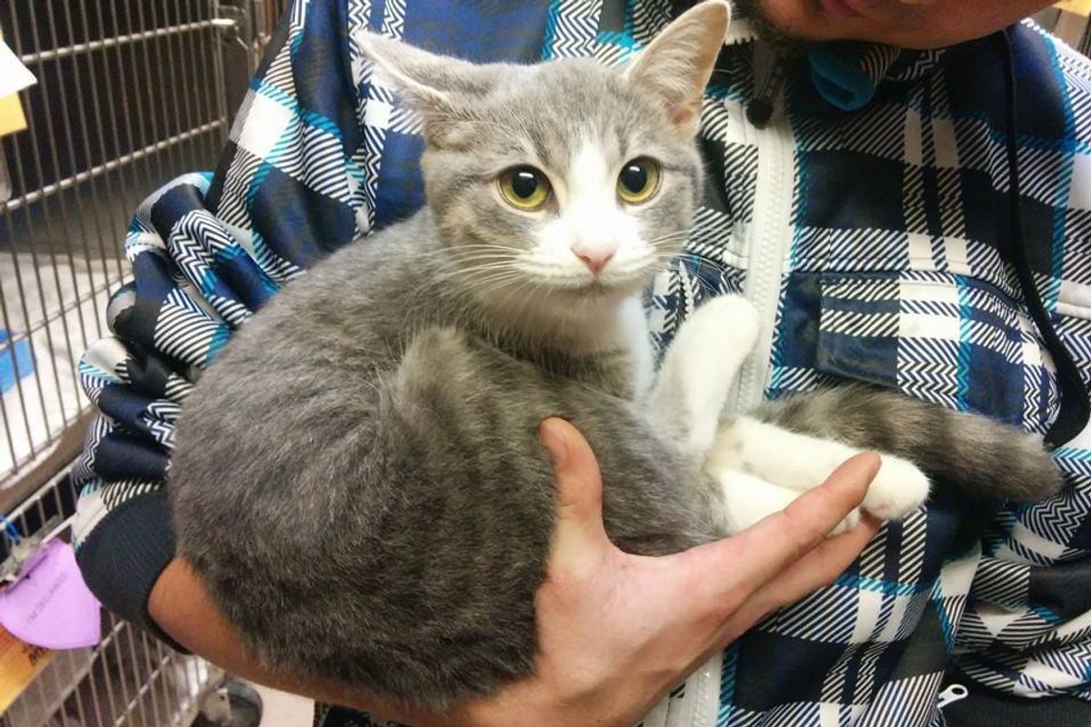 Cat Nuzzles into Arms of Young Man and Demands to Be Adopted