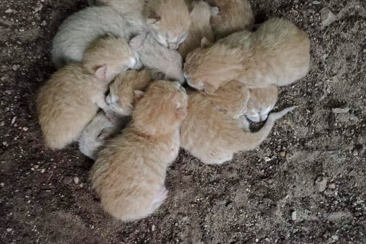 8 Orphaned Kittens Found Huddled Up for Warmth Are Turned Around by Love