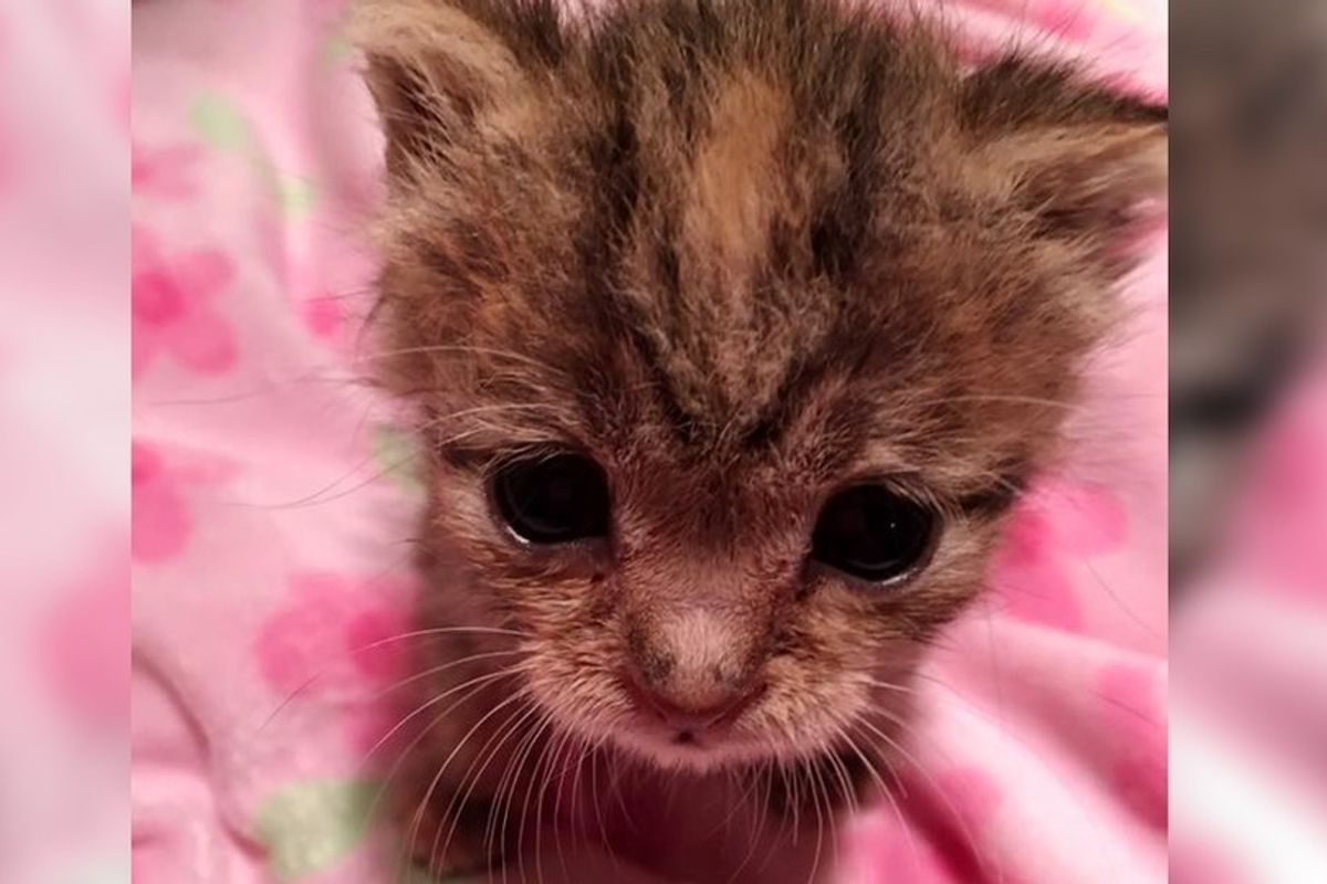 Kitten Left Behind in Trailer Park After Birth Fights to Live, Now Purrs Like Motor