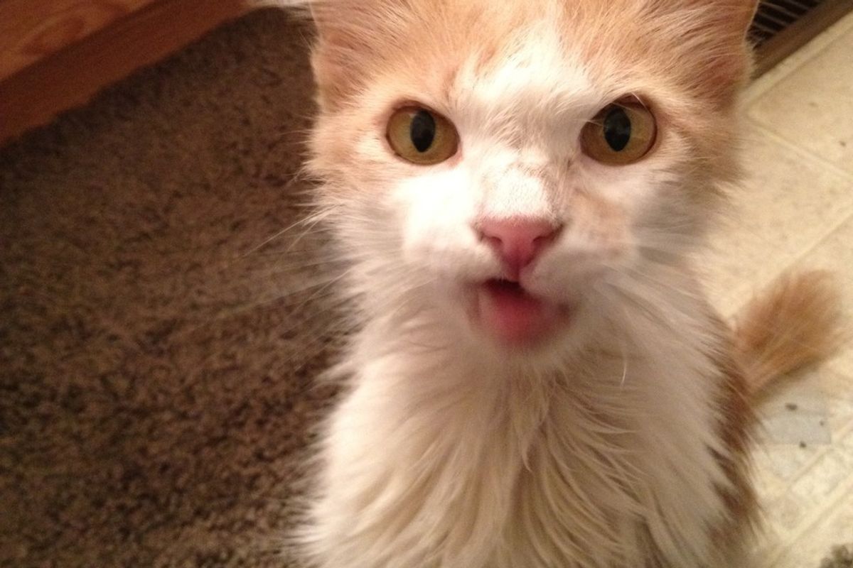 Stray Cat with Crooked Mouth Begs Woman for Love, Four Months Later...