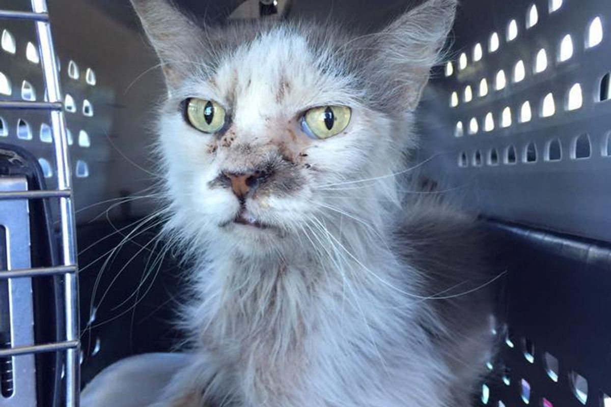 Scraggly Senior Cat from Wandering the Streets to Living Like a Fluffy King