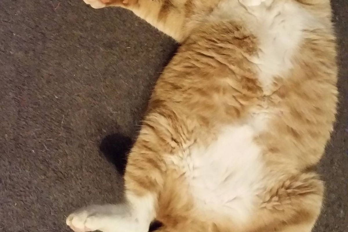 Woman Helps Rescue Cat Walk Again and Tries to Find Him Home But Kitty Has a Different Idea