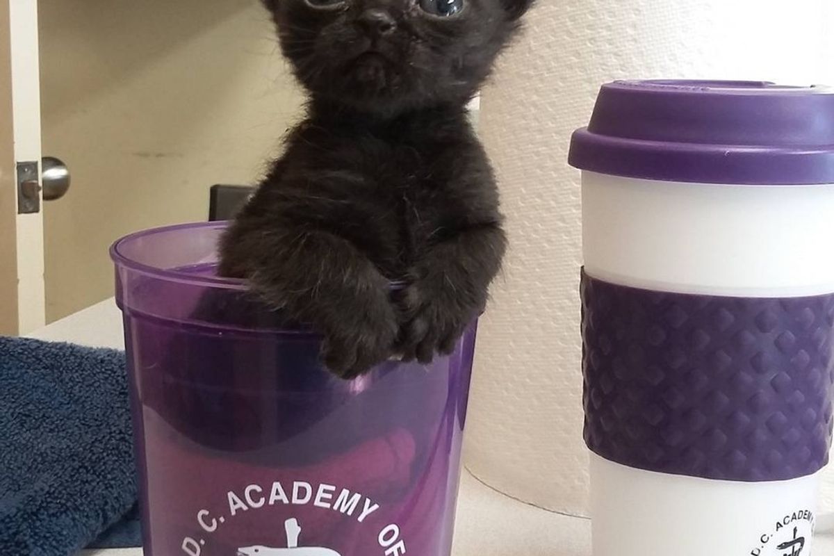 Kitten Rejected by Her Mom Due to Her Tiny Size, Finds Love from a Cat "Dad"