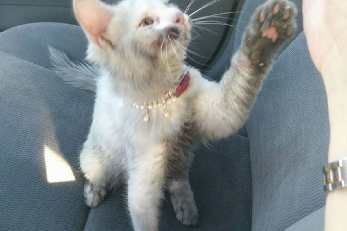 Kindness Saves Kitty's Life and 4 Baths Reveal Her True Coat!