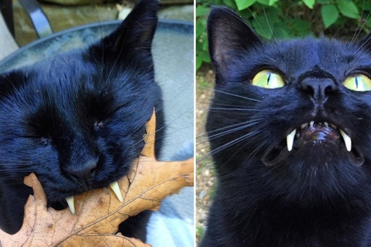 Woman Saves Kitty with 'Vampurr Fangs' From Streets, One Year After the Rescue...