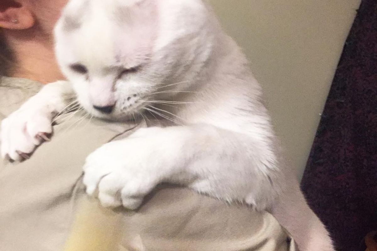 Woman Takes a Chance on Earless Senior Cat While Others Pass Him By, A Day After Adoption...