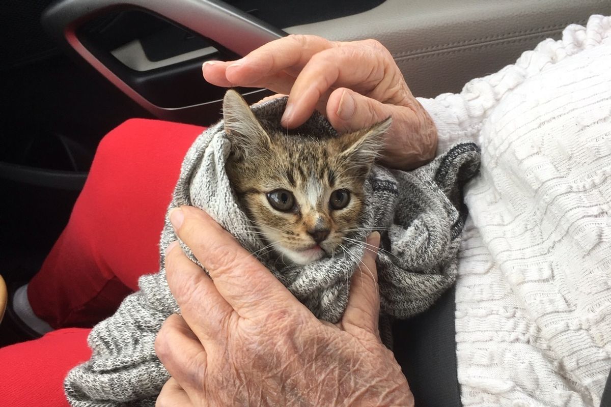 Kitten Rescued from Under Car Feels Loved in Her Rescuer's Arms