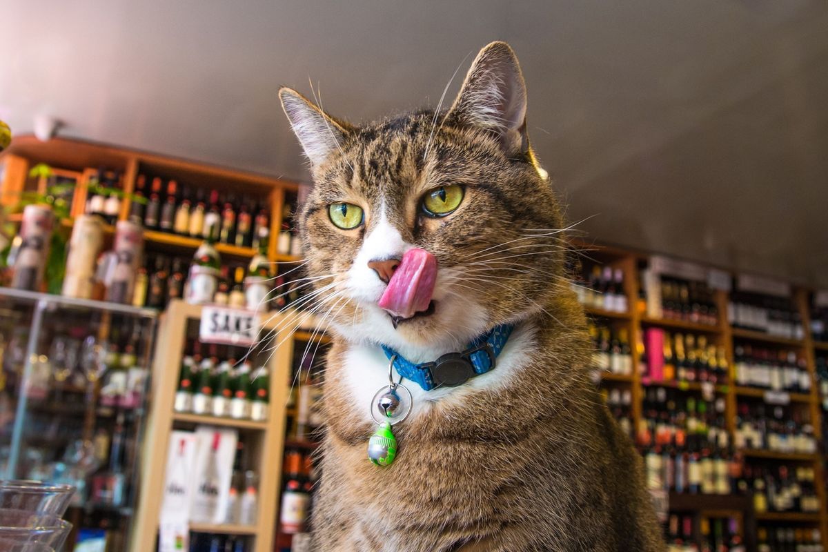 Store Saved Abandoned Cat and Hoped to Find Him Home, but the Kitty Had a Different Idea