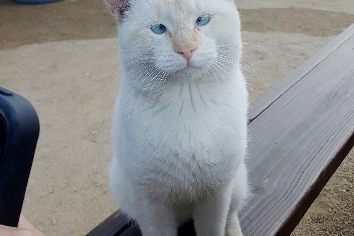 Stray Cat Made Food Park His Home, Locals Bring Him Back to Health