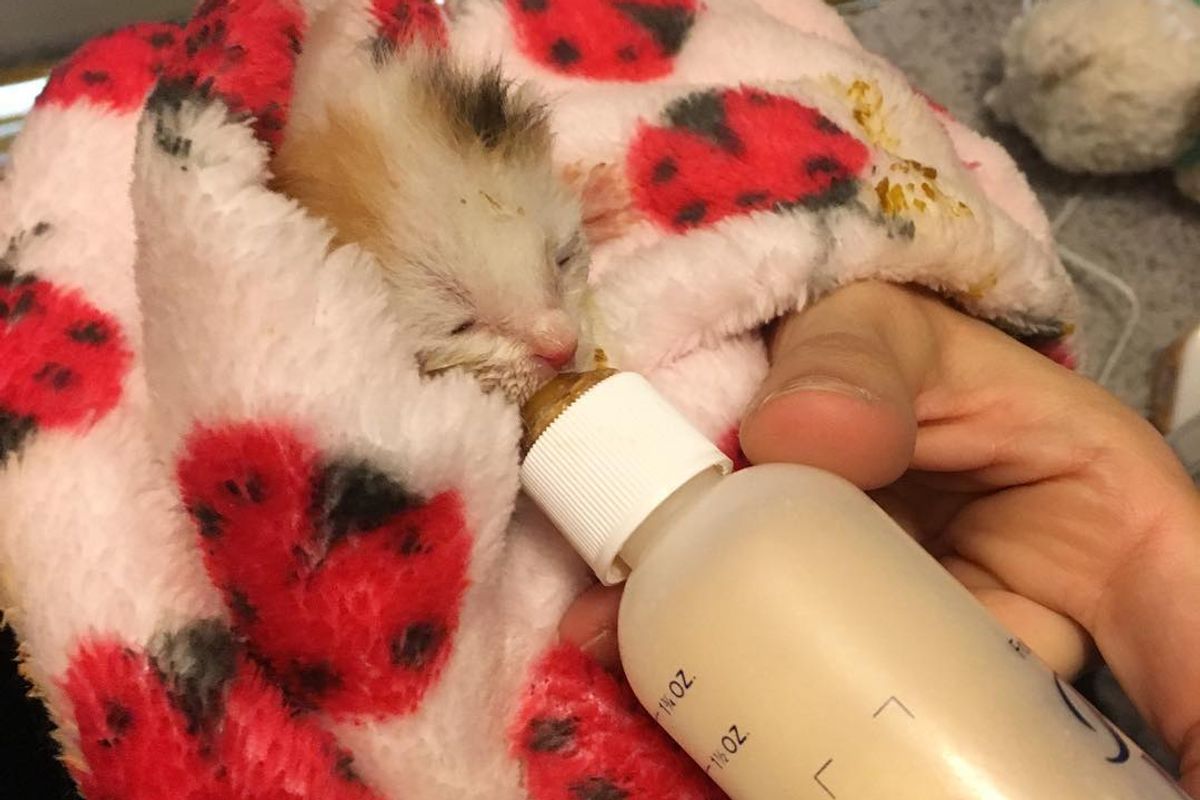 Kitten Orphaned Hours After Birth Fights Hard to Live, 5 Weeks Later..