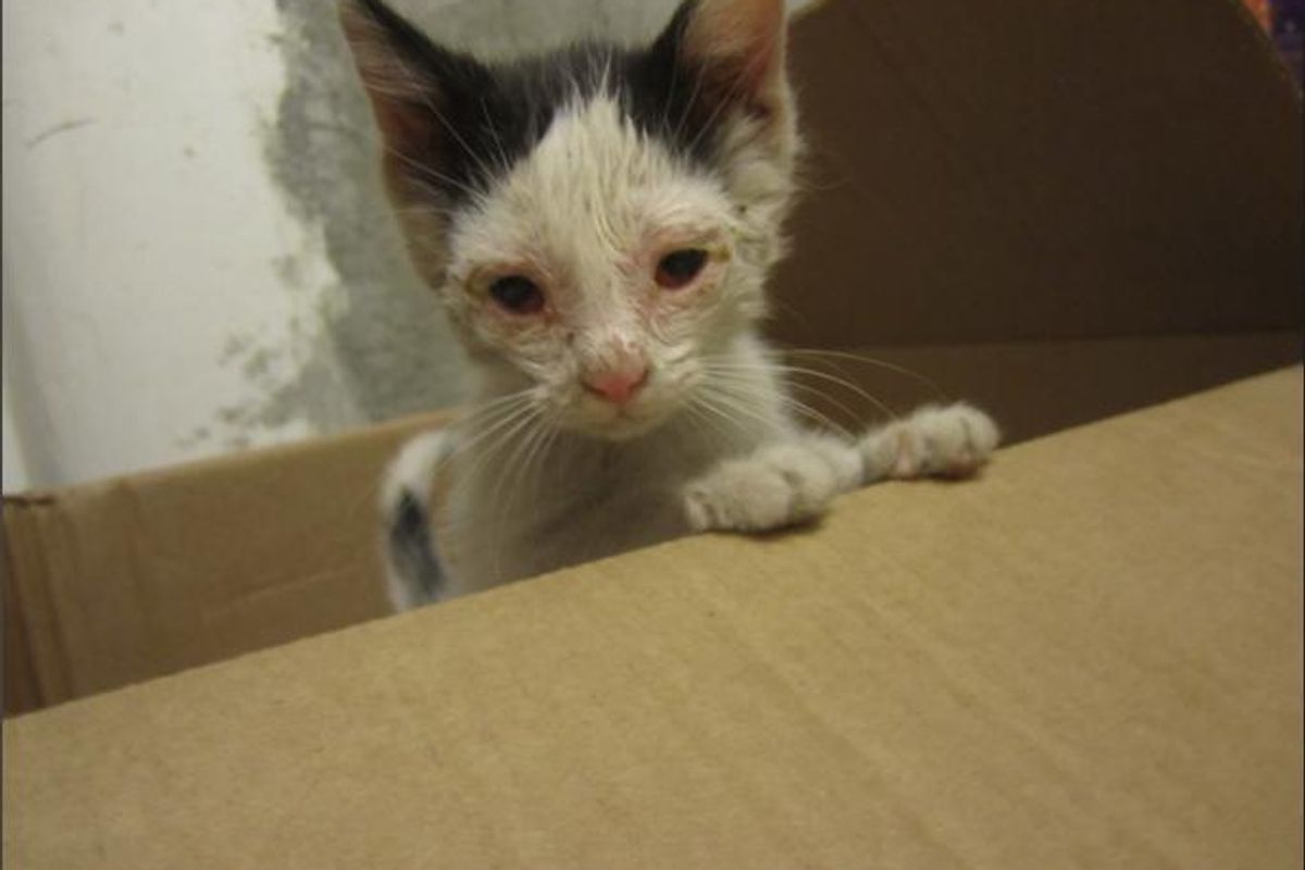 They Went to Look at Chickens, Instead They Saved Kittens