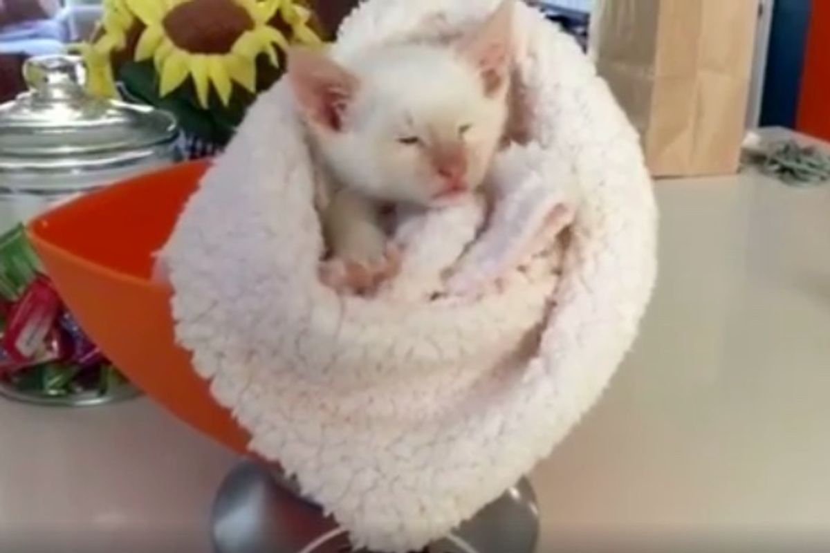 Blind and Deaf Kitten Purrs Up a Storm and Doesn't Think He's Any Different