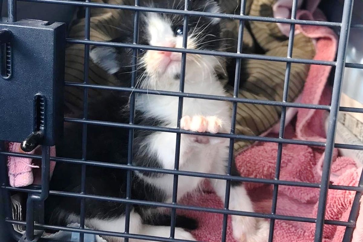 Kitten Rescued from Death Row Misses His Mom, So Dog and Cat Offer to Be His Family.. (with Updates)