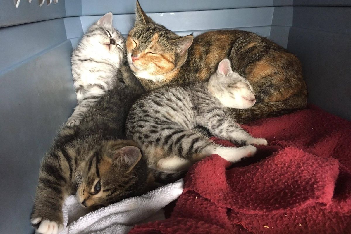 Stray Cat Mom Shelters Her Babies From Rain Behind Shovel, Won't Leave Their Side