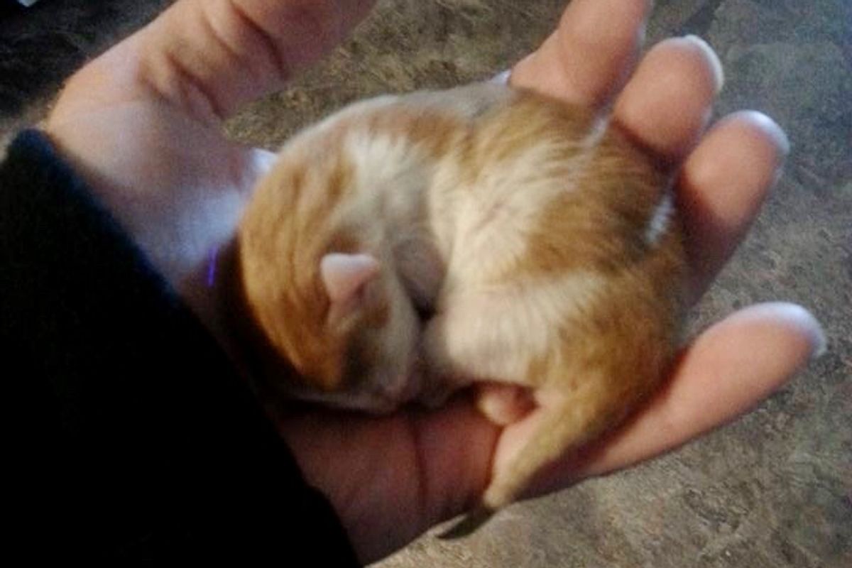 Kitten Born A Week Before His Littermates, Now 7 Months Later...