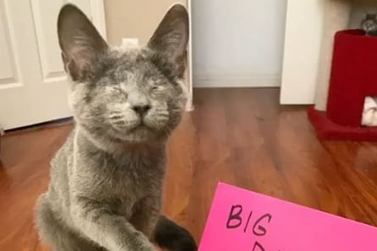 Woman Shows Fearful Blind Kitten What Love Is, It Changes Her Life Forever