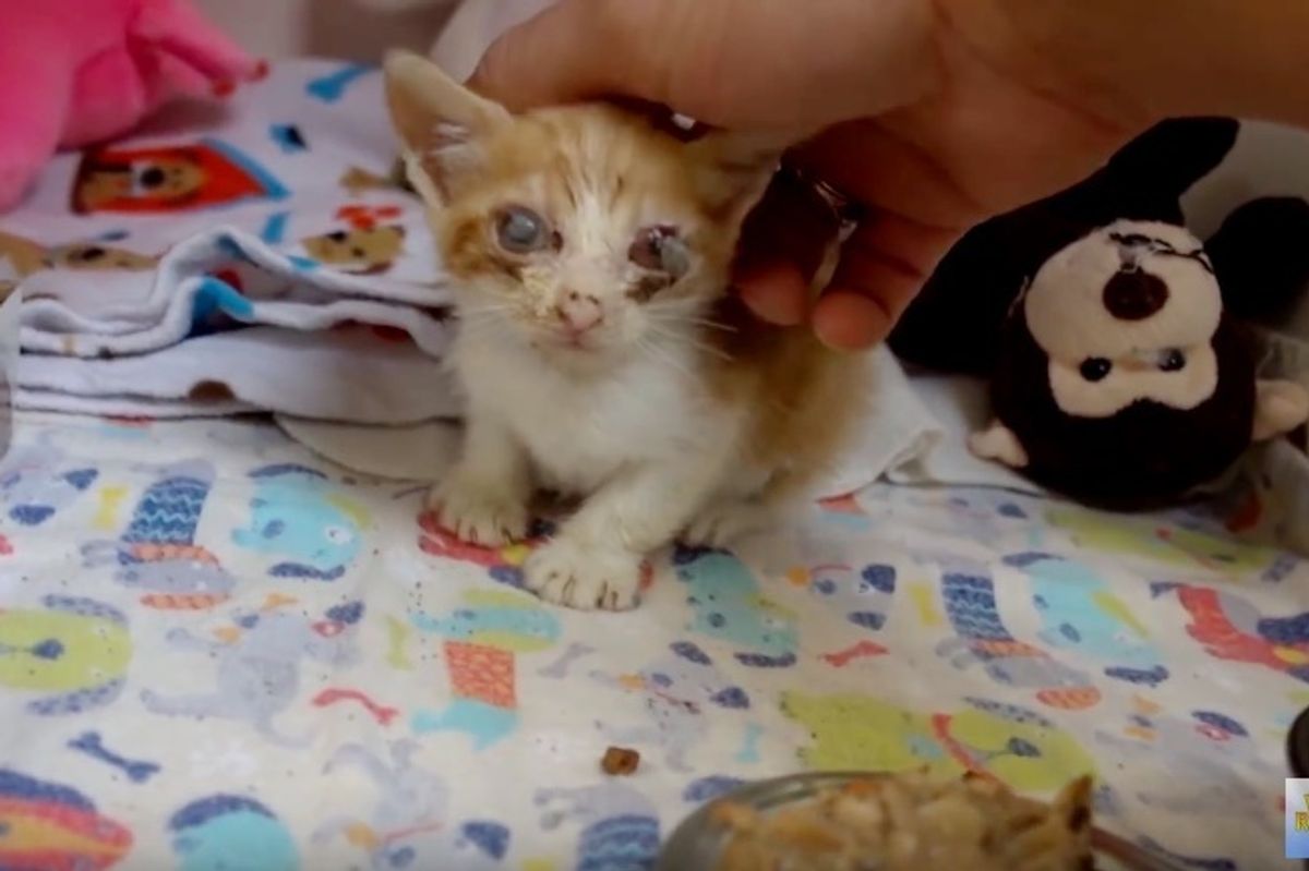 Vet Saves Saddest Looking Kitten and Spends Two Months Nursing Him Back to Health