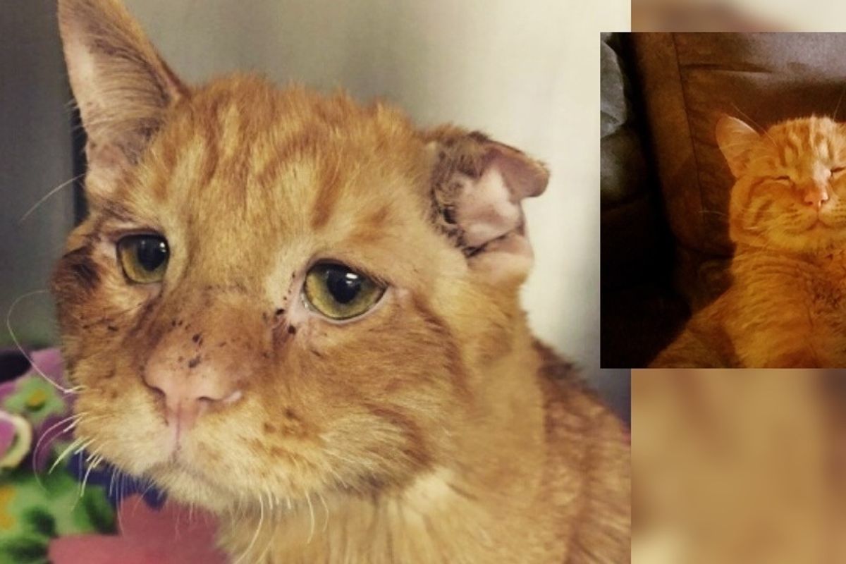 Couple Takes a Chance on Sad Shelter Cat Who Couldn't Find Home, an Hour After Adoption..