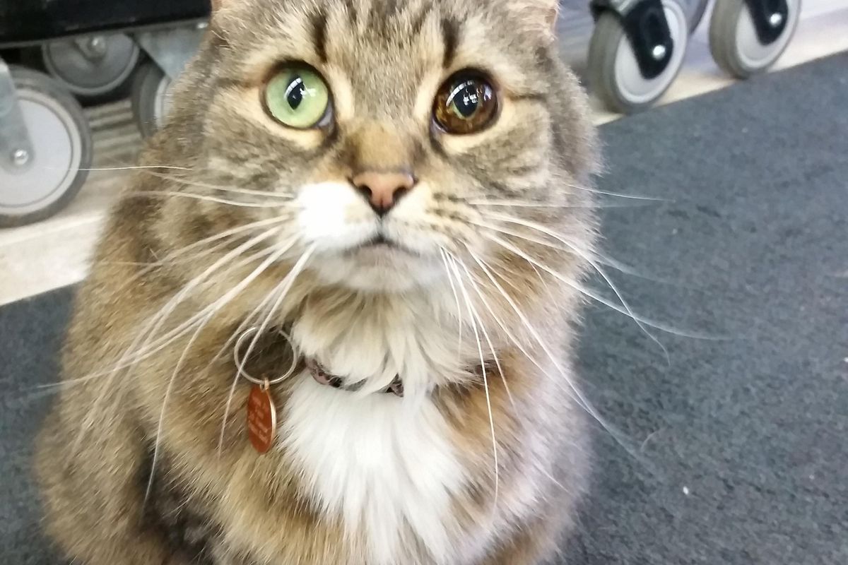 Woman Saves Stray Cat with Unique Eye, the Kitty Returns the Favor...