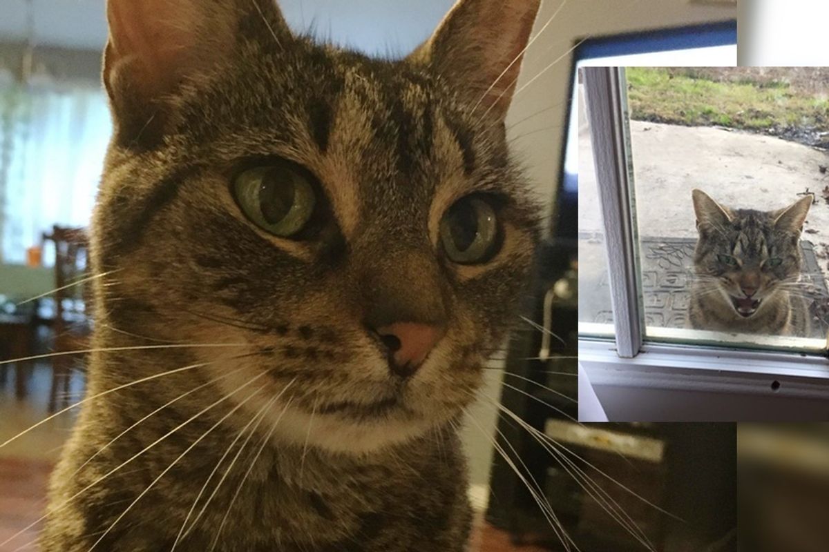 Stray Cat Chooses Family and Demands to Be with Them