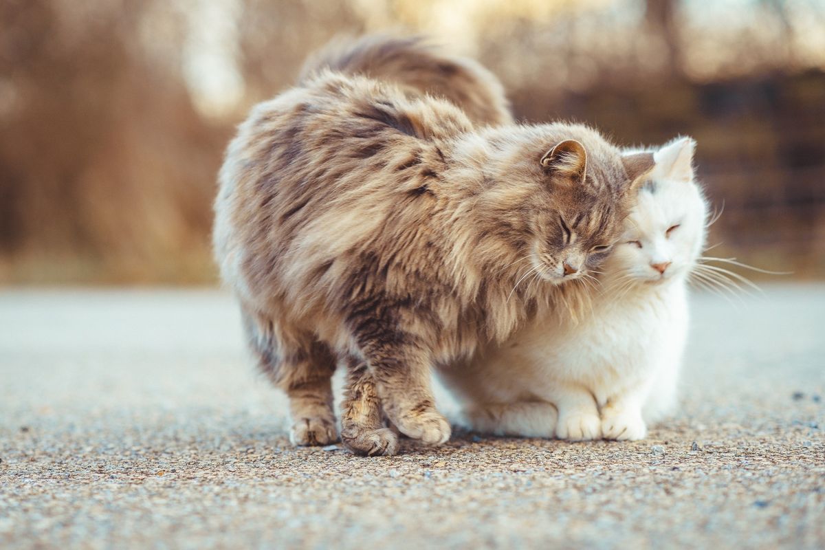 Couple Cares for 25 Lumber Yard Cats and Tries to Earn Their Trust