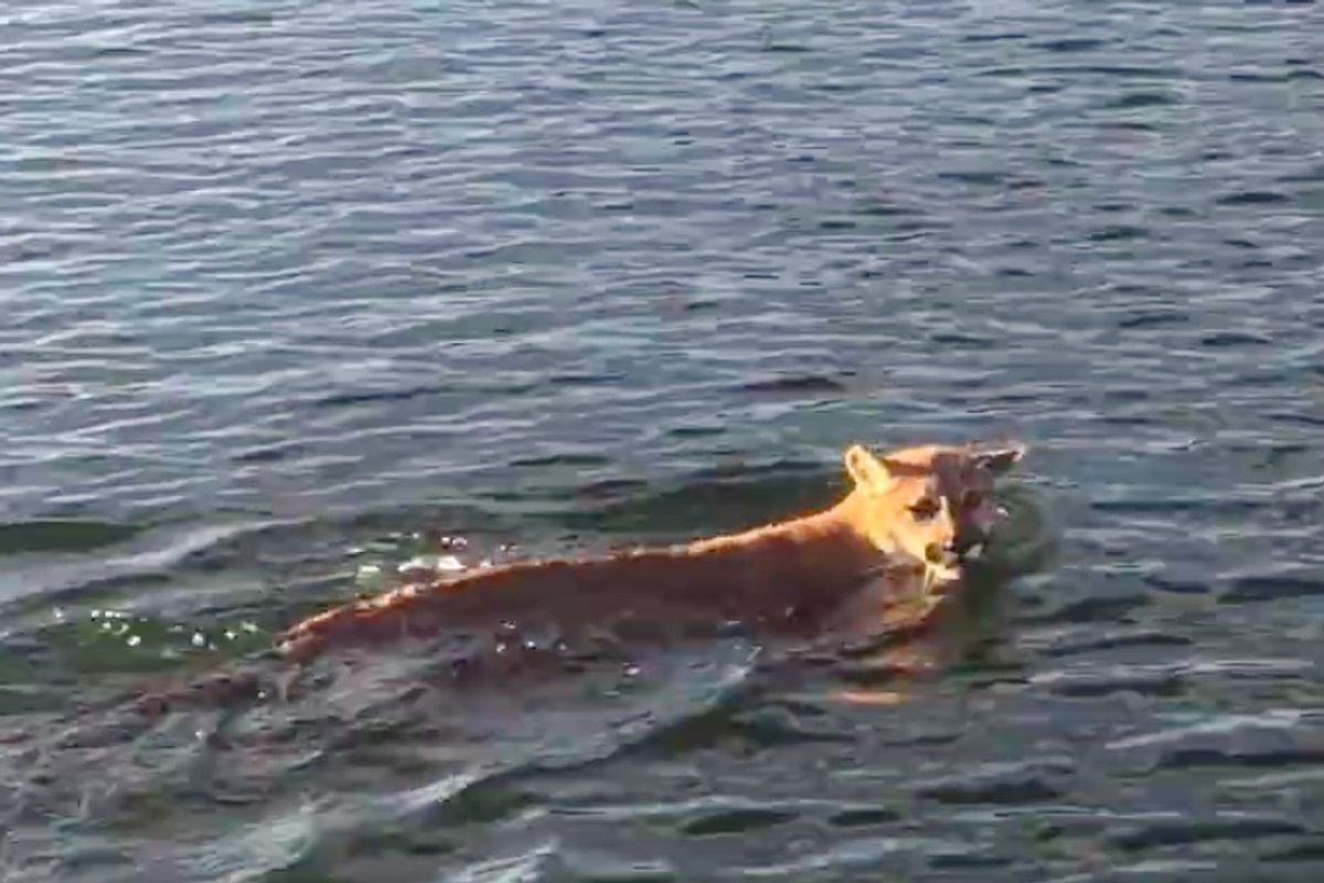 Father And Son Went Fishing, When Suddenly Mountain Lions Swam By