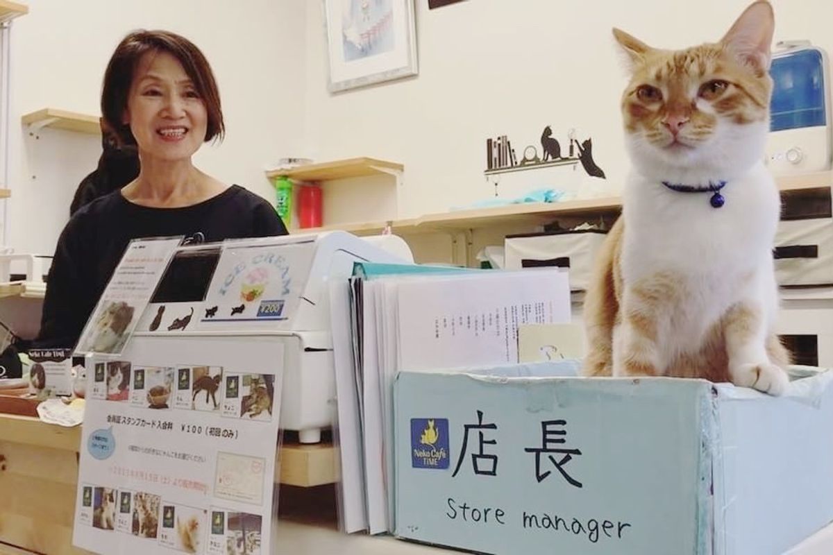 Happy Place Run by Nine Rescue Cats, Store Manager is Feline