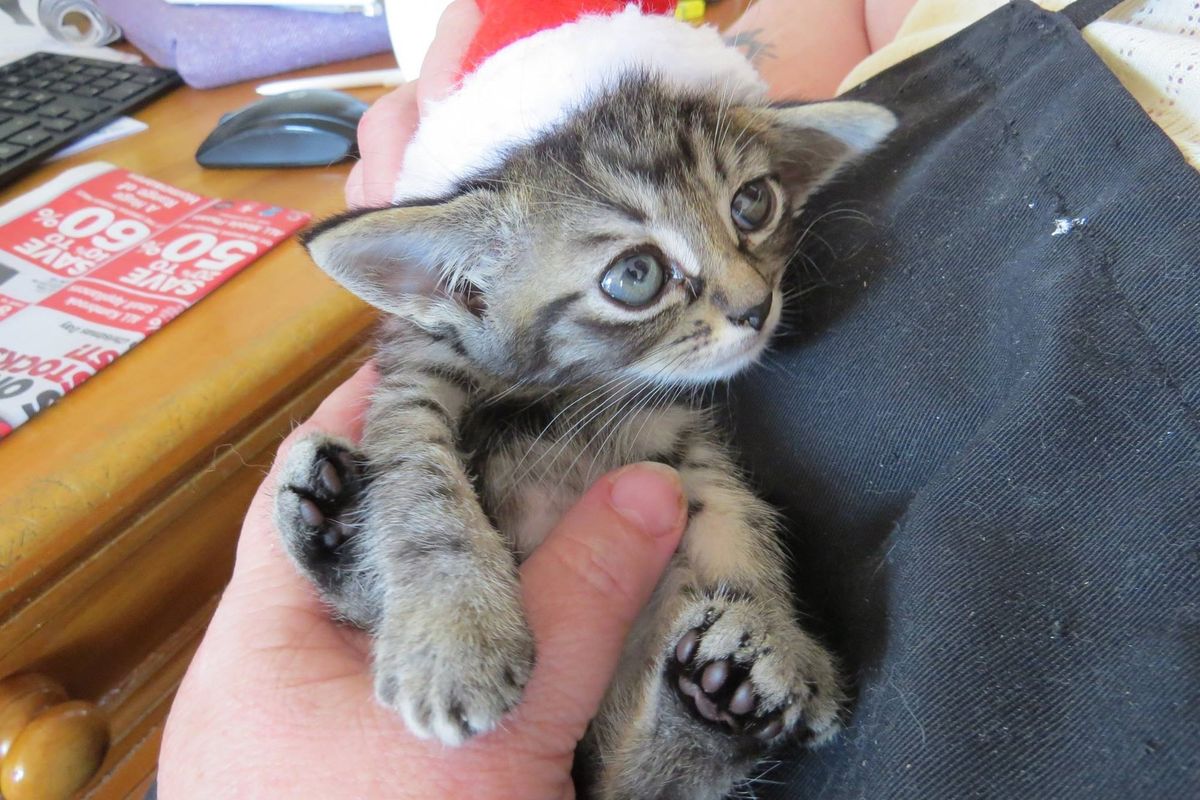 Tiniest Kitten Rescued by Big Guy They Never Expected, Now 2 Years Later