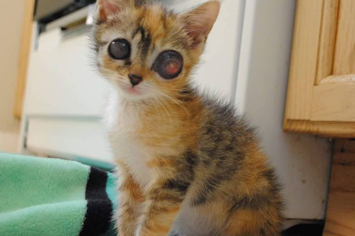 Stray Kitten with “Frog Eyes” Surprises Rescuers with Her Amazing Fight to Live