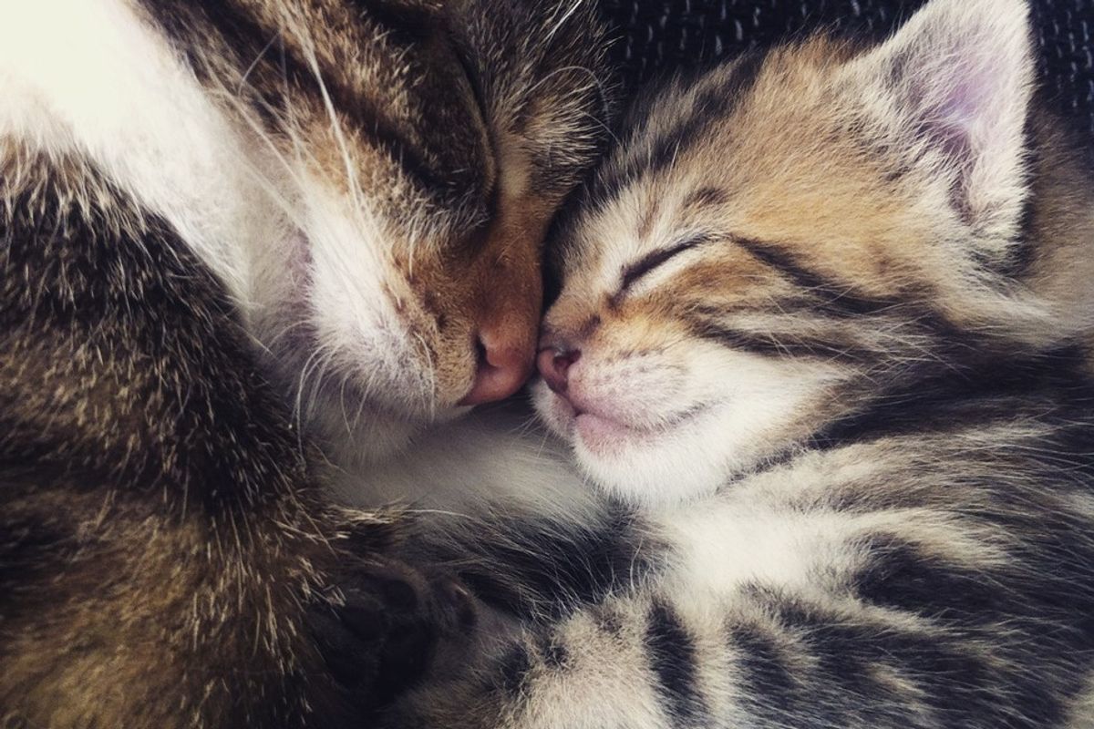 Couple Saved Cat from Horrible Home, But the Kitty Didn't Come Alone..